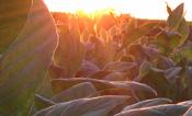 Sunlight filtering through upper layers of the corn canopy.