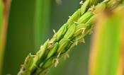 A zoomed in picture of a green stalk of rice.