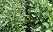 Soybean field trials with narrow and broad leaf lines