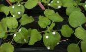 Nicotiana benthamiana plants with white circle stickers indicating where agroinfiltration occured
